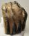 Mammuthus meridionalis részleges fog (793 gramm)