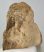 Mammuthus sp. partial lunatum bone (961 grams)
