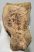 Mammuthus sp. részleges lunatum csont (961 gramm)