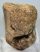 Mammuthus sp. részleges lunatum csont (961 gramm)