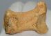 Ursus spelaeus hand bone (49 x 37 x 30 mm)