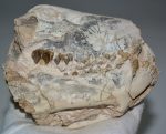 Oreodont részleges koponya (887 gramm)