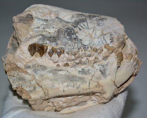 Oreodont partial skull from Wyoming (887 grams)