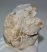 Oreodont részleges koponya (887 gramm)