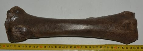 Equus sp. ló radius csont (355 mm) Equus sp. ló radius csont (355 mm)