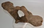 Coelodonta antiquitatis atlas vertebra ( Woolly Rhinoceros )