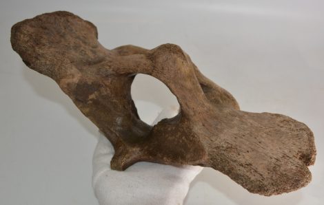 Coelodonta antiquitatis atlas vertebra ( Woolly Rhinoceros )