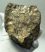 Mammuthus meridionalis részleges fog (990 gramm)
