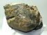 Mammuthus meridionalis részleges fog (990 gramm)