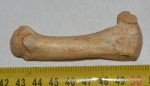 Ursus spelaeus metapodium csont (78,4 mm)