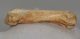 Ursus spelaeus metapodium csont (78,4 mm) Ursus spelaeus metapodium csont (78,4 mm)