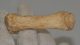 Ursus spelaeus metapodium csont (78,4 mm) Ursus spelaeus metapodium csont (78,4 mm)