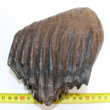 Mammuthus primigenius részleges fog (1170 gramm)  ELFOGYOTT (LL B) 04