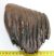 Mammuthus primigenius partial tooth (1170 grams)  SOLD (LL B) 04