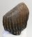 Mammuthus primigenius partial tooth (1170 grams)  SOLD (LL B) 04