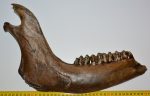 Bison priscus partial jaw (395 mm) SOLD (PA) 01