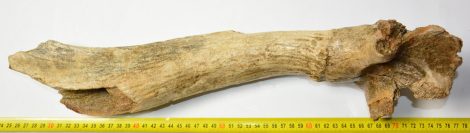Megaloceros giganteus részleges agancs és koponya csont (490 mm)