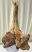 Megaloceros giganteus részleges agancs és koponya csont (490 mm)