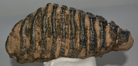 Mammuthus meridionalis fog (3784 gramm) déli mamut