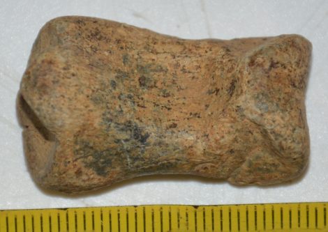 Ursus spelaeus toe bone (35 mm)