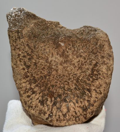 Mammuthus sp. partial vertebra bone (1020 grams)