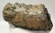 Mammuthus meridionalis részleges fog (3162 gramm)