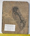 Discosauriscus austriacus kövület Csehországból