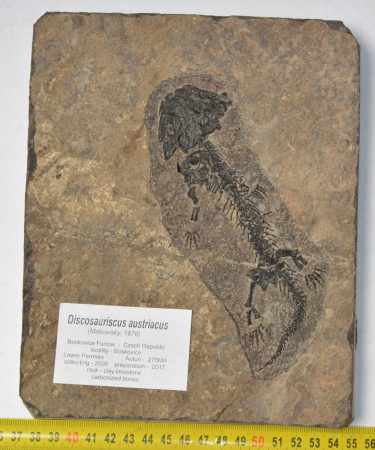 Discosauriscus austriacus kövület Csehországból