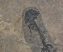 Discosauriscus austriacus kövület Csehországból