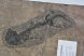 Discosauriscus austriacus kövület Csehországból