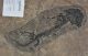 Discosauriscus austriacus kövület Csehországból
