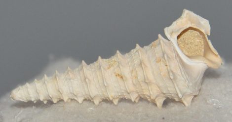 Potamides tricarinatus from France