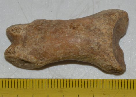 Ursus spelaeus ujjperc csont (40,2 mm) Ursus spelaeus ujjperc csont (40,2 mm)