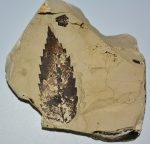  Quercus sp. leaf fossil from Hungary SOLD (DDF) 02