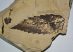  Quercus sp. leaf fossil from Hungary SOLD (DDF) 02