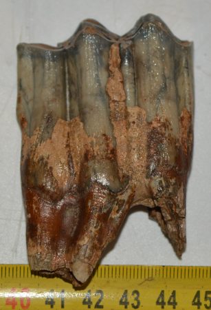 Bison priscus bölény alsó m6-os fog (77,3 mm x 50 mm)