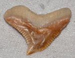   Galeocerdo eaglesomi shark tooth from Morocco (25,5 mm x 19 mm)