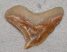 Galeocerdo eaglesomi cápa fog Marokkóból (19 mm x 25,5 mm)