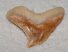  Galeocerdo eaglesomi shark tooth from Morocco (25,5 mm x 19 mm)