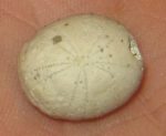   Kréta korú Pyrina ovulum tengerisün kövület Franciaországból