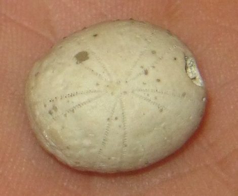 Kréta korú Pyrina ovulum tengerisün kövület Franciaországból