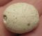 Kréta korú Pyrina ovulum tengerisün kövület Franciaországból