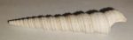 Turritella badensis csiga kövület (65 mm)