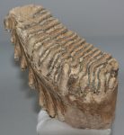 Mammuthus primigenius fog (1418 gramm)