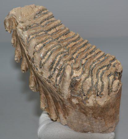 Mammuthus primigenius fog (1418 gramm)