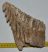 Mammuthus primigenius fog (1418 gramm)