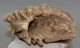 Mammuthus primigenius fog (1418 gramm)