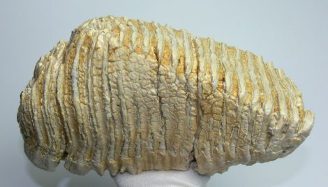 Fehér színű Mammuthus primigenius fog (3740 gramm) Gyapjas mamut  ELFOGYOTT KH 04