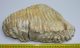 Fehér színű Mammuthus primigenius fog (3740 gramm) Gyapjas mamut  ELFOGYOTT KH 04