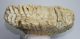 Mammuthus primigenius tooth (3740 grams) Woolly mammoth molar  SOLD KH 04
